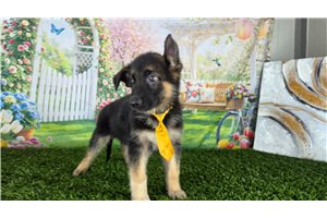 Nicolas - German Shepherd for sale