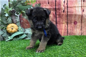 Kenny - puppy for sale