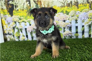 Mavis - German Shepherd for sale