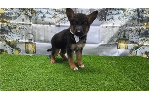 Christa - German Shepherd for sale