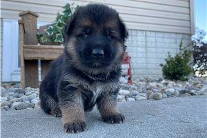 Beau - puppy for sale