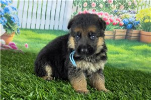 Mckenna - puppy for sale