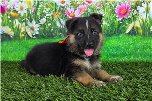 Nuroo - German Shepherd for sale