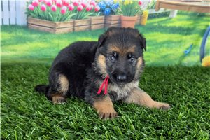 Meadow - puppy for sale
