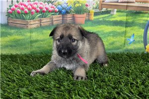 Lilo - puppy for sale