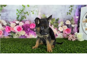 Maverick - German Shepherd for sale
