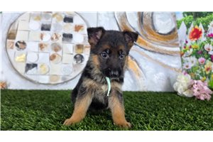 Mckenna - German Shepherd for sale