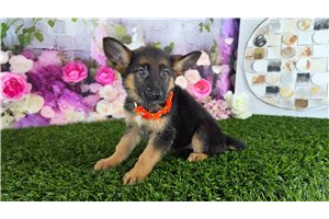 Mazie - German Shepherd for sale