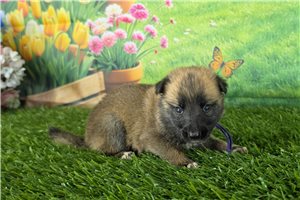 Lizette - puppy for sale