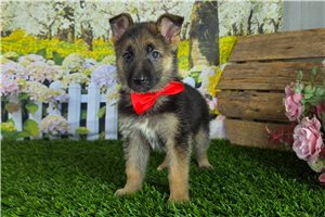 Martin - German Shepherd for sale