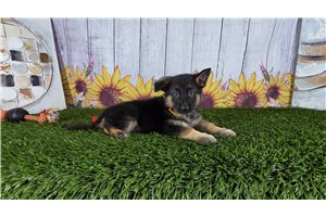 Nicolas - German Shepherd for sale