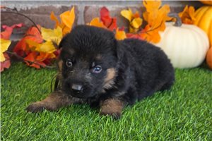 Kevin - puppy for sale