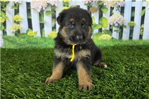 Kyra - German Shepherd for sale
