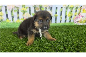 Keith - German Shepherd for sale