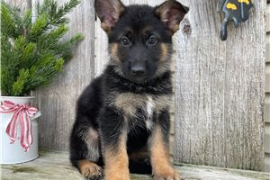 Bella - German Shepherd for sale