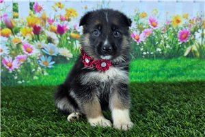 Nikita - German Shepherd for sale