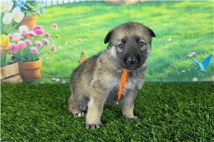 Locket - puppy for sale