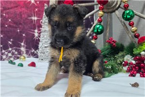 Nathan - German Shepherd for sale