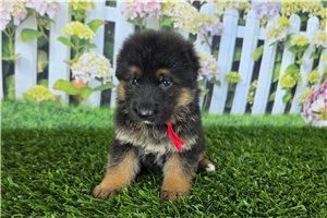 Katy - German Shepherd for sale