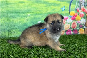 Lexx - puppy for sale