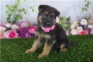 Kenzie - German Shepherd for sale
