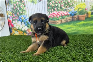 Mazie - German Shepherd for sale