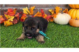 Karter - puppy for sale