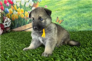 Lincoln - German Shepherd for sale
