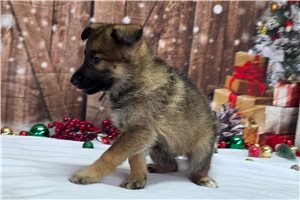 Lennon - German Shepherd for sale