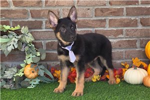 Levi - puppy for sale