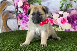 Lily Bell - German Shepherd for sale