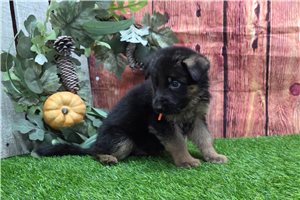 Knox - puppy for sale