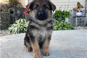 Van - puppy for sale