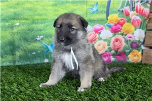 Lois - German Shepherd for sale