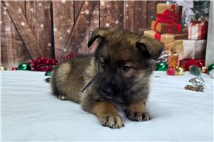 Logan - German Shepherd for sale