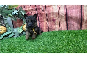 Kyle - puppy for sale