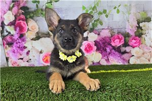 Kyra - puppy for sale