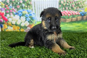 Maxx - German Shepherd for sale