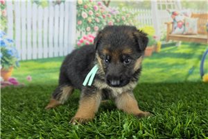 Megan - puppy for sale