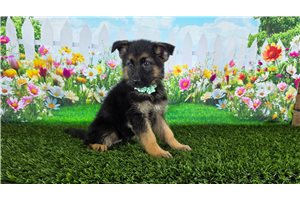 Mavis - German Shepherd for sale