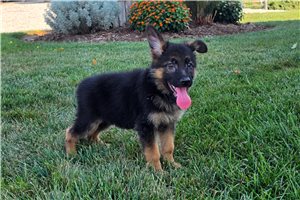 Maverick - puppy for sale