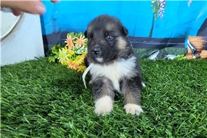 Noelle - German Shepherd for sale