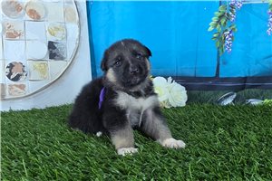 Natalie - puppy for sale
