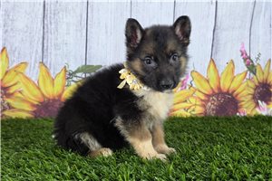 Noelle - German Shepherd for sale