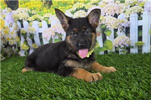 Kyra - German Shepherd for sale