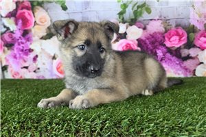 Lilo - German Shepherd for sale