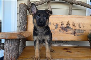 Kingston - German Shepherd for sale