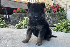 Fiona - puppy for sale
