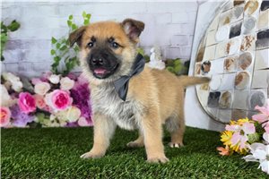 Linus - German Shepherd for sale