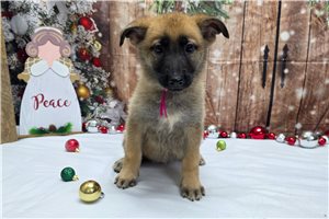 Leslie - German Shepherd for sale